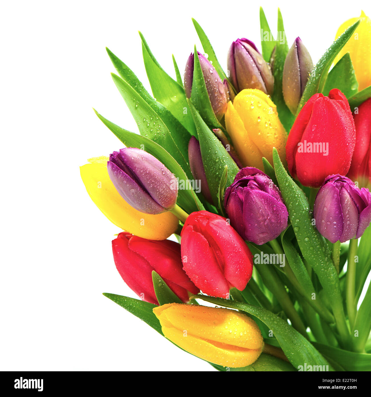 frischen Frühlingsblumen Tulpe mit Wasser fällt auf weißem Hintergrund Stockfoto