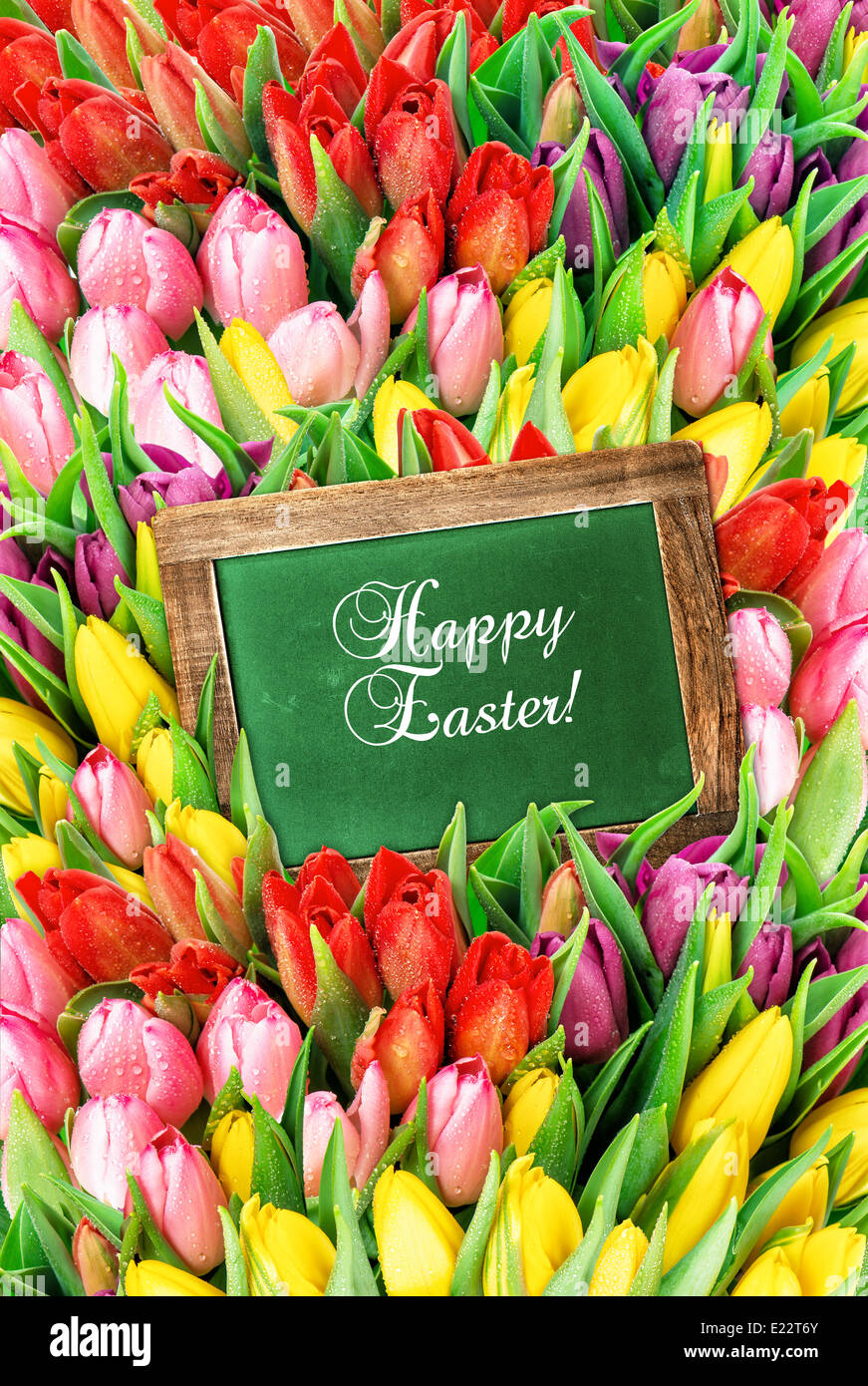 Tulpen und grüne Tafel. frischen Frühlingsblumen mit Wassertropfen. festlichen Hintergrund mit Beispieltext Frohe Ostern! Stockfoto