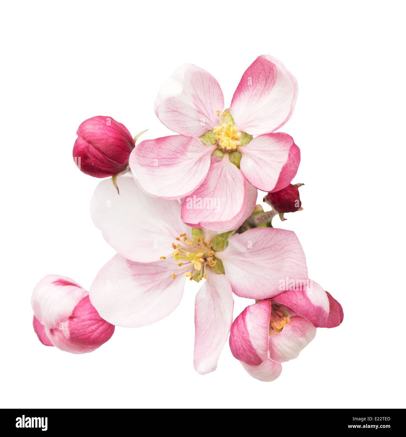 Frühlingsblüten. Apfel Baum Blumen isoliert auf weißem Hintergrund Stockfoto