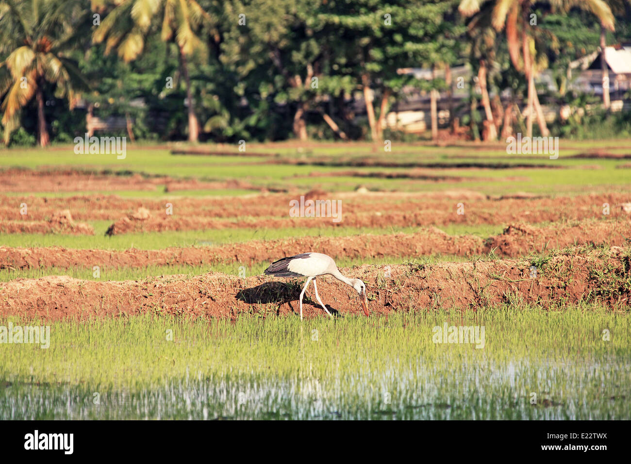 Weiße Reiher auf der Reis-Plantage. Stockfoto