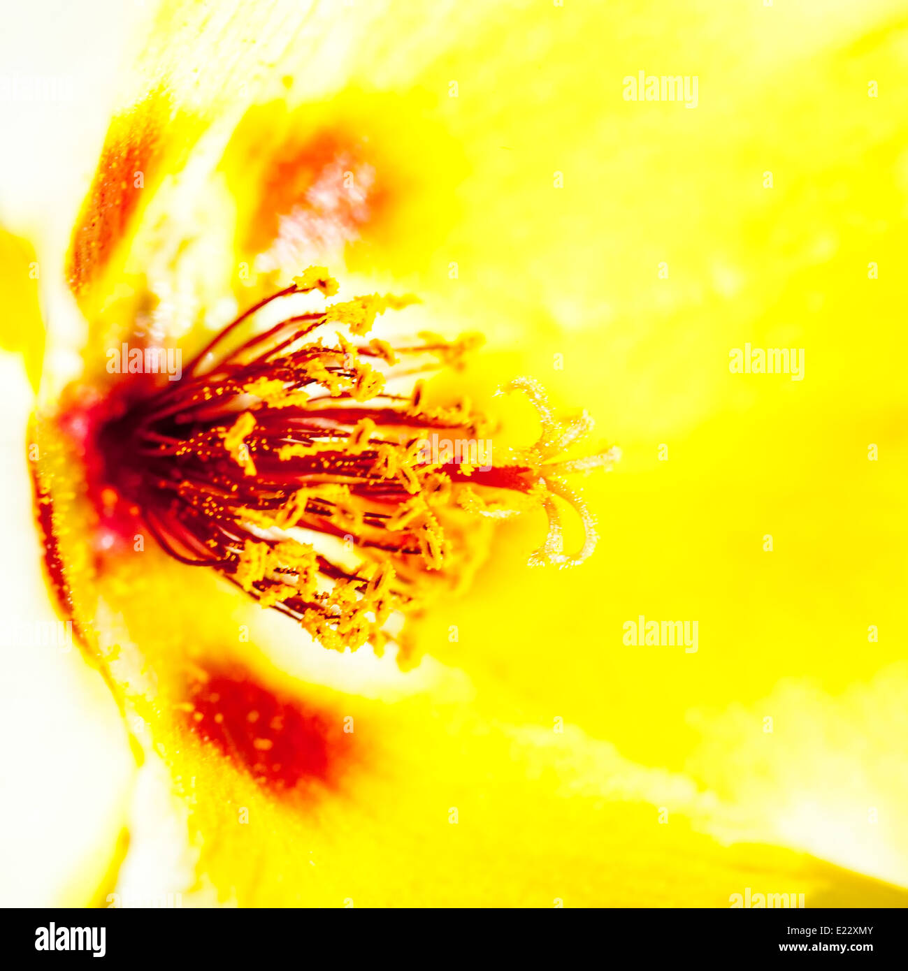 Gelbe Schönheit, floral abstrakt mit geringen Schärfentiefe Stockfoto