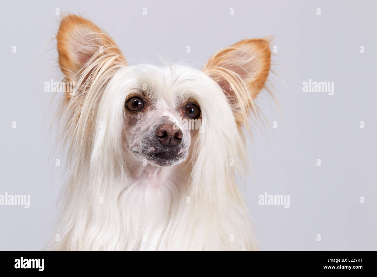 Konishiki Big Bopper ein Chinesischer Schopfhund Puderquaste. Stockfoto