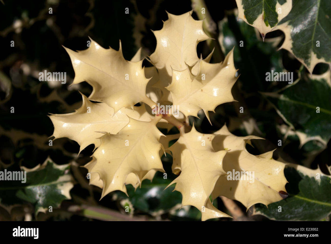 Weißes Laub der gemeinsamen Holly, Ilex aquifolium Stockfoto