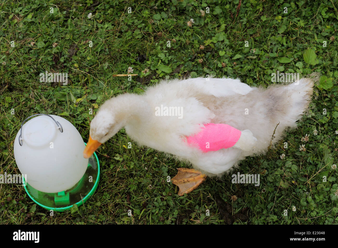 Junge Gans, Gosling mit bandagiertem Flügel zu korrigieren "Angel Wing", eine Missbildung aus übermäßigem Wachstum, Wales, UK Stockfoto