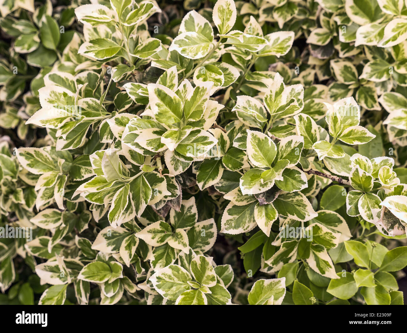 Nahaufnahme von Winter Schlingpflanze bush Stockfoto