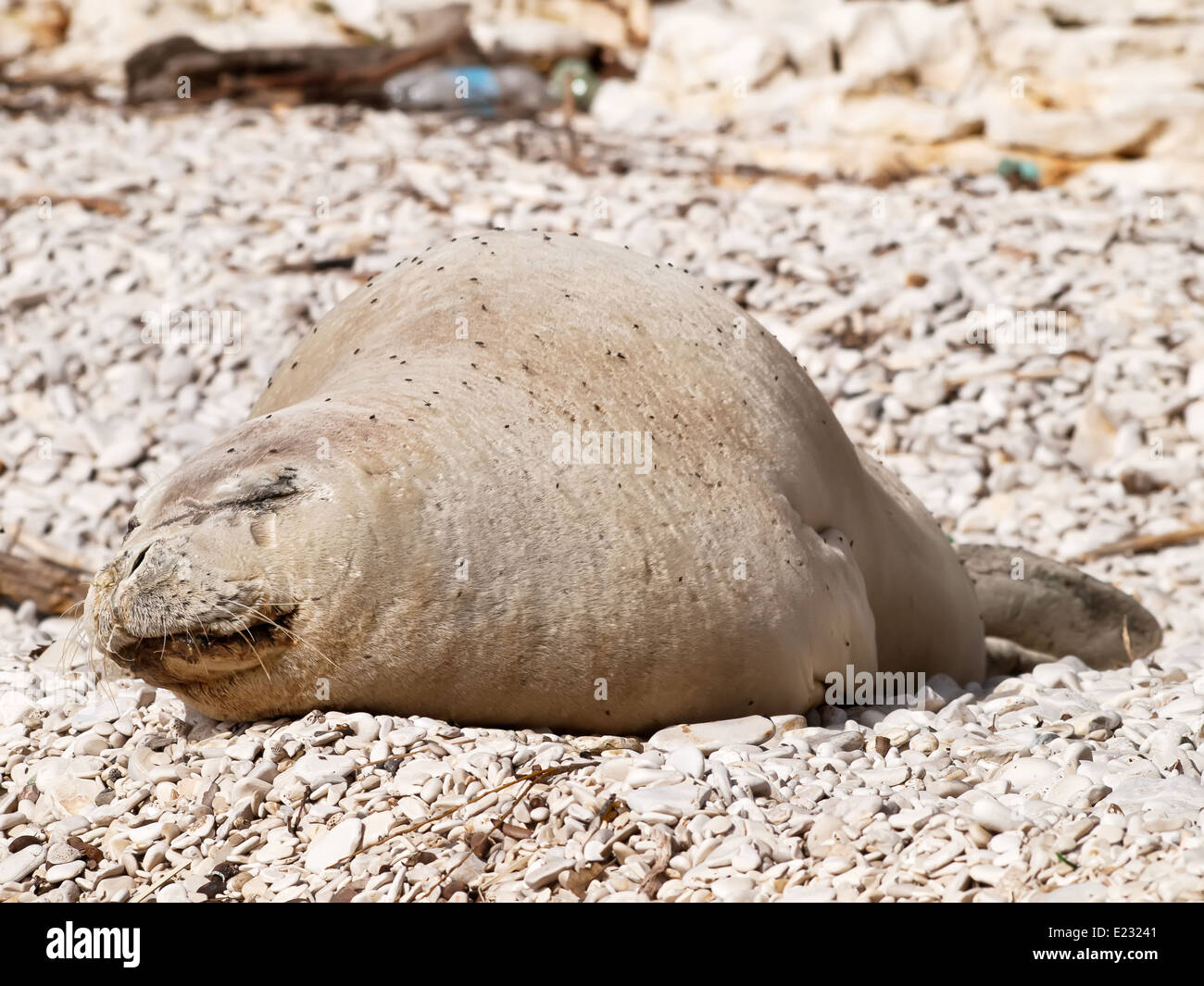 Mittelmeer-Mönchsrobbe entspannen am Kiesstrand Stockfoto
