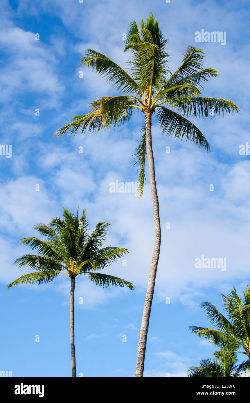Palmen, die gegen eines blauen Himmels Stockfoto
