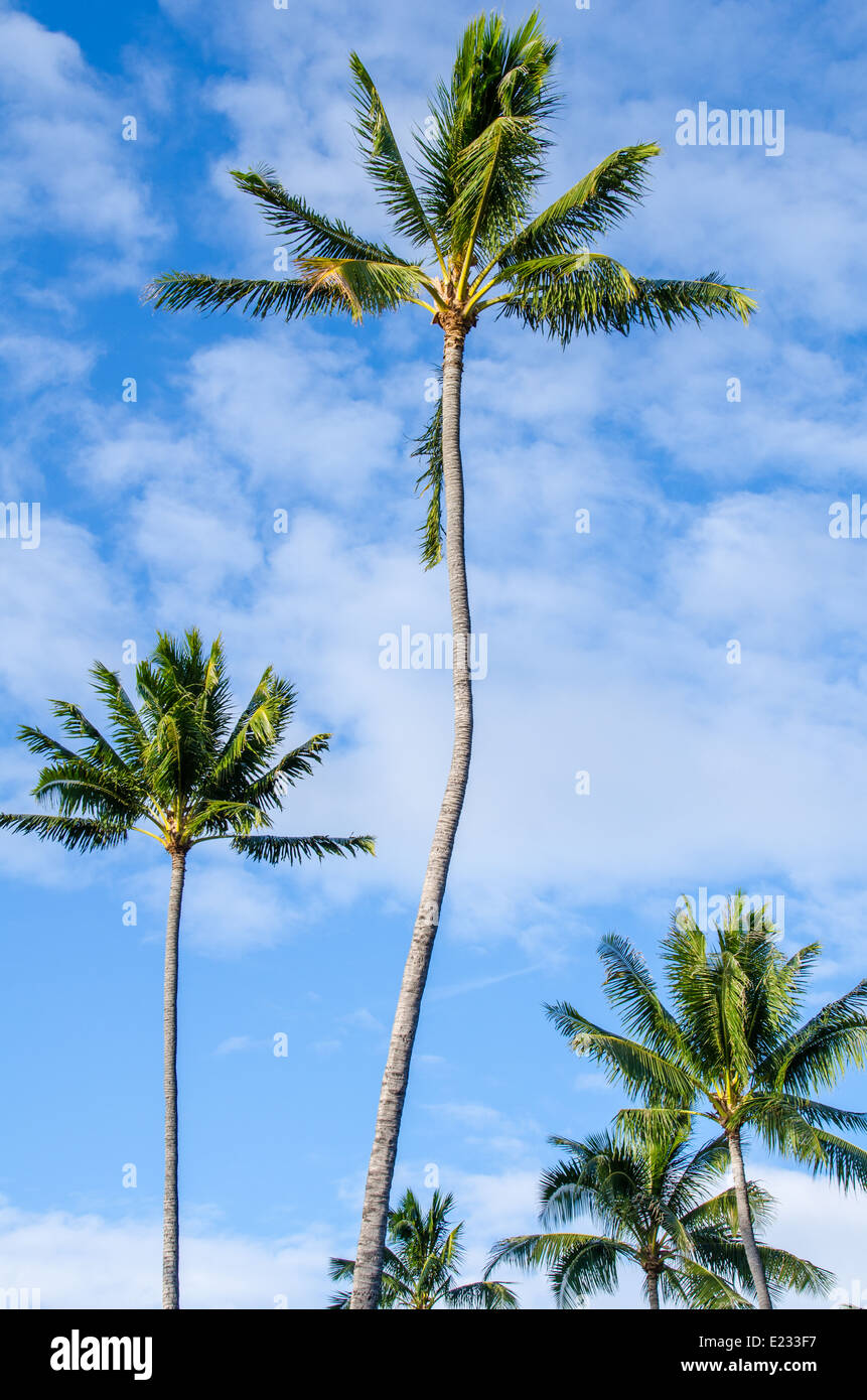 Palmen, die gegen eines blauen Himmels Stockfoto