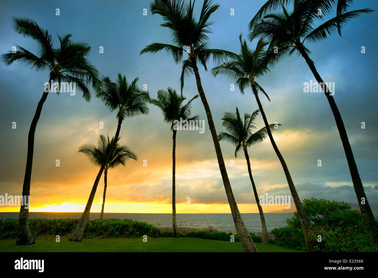 Sonnenuntergang und Palmen Bäume. Maui, Hawaii Stockfoto