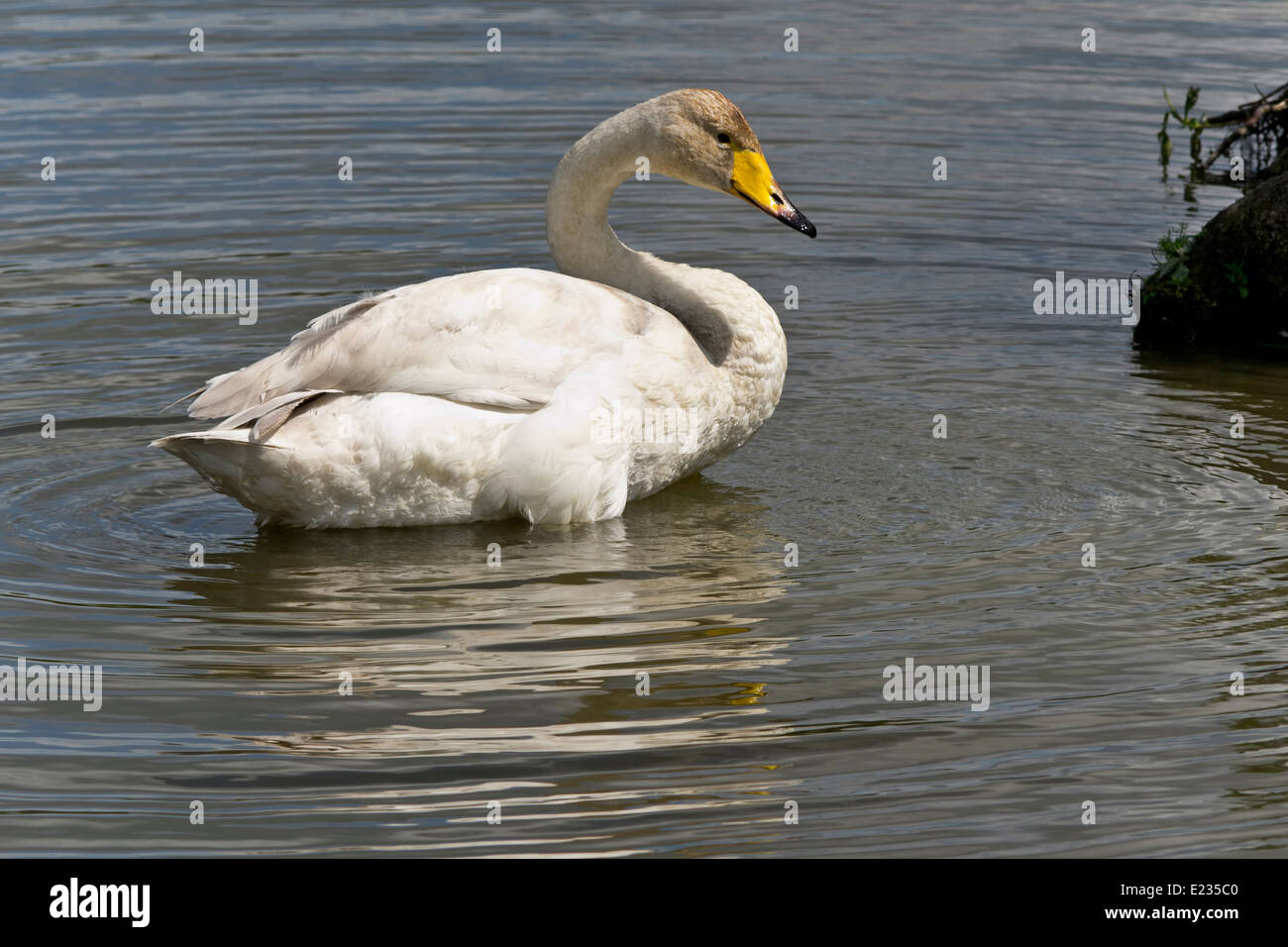 Swan Stockfoto