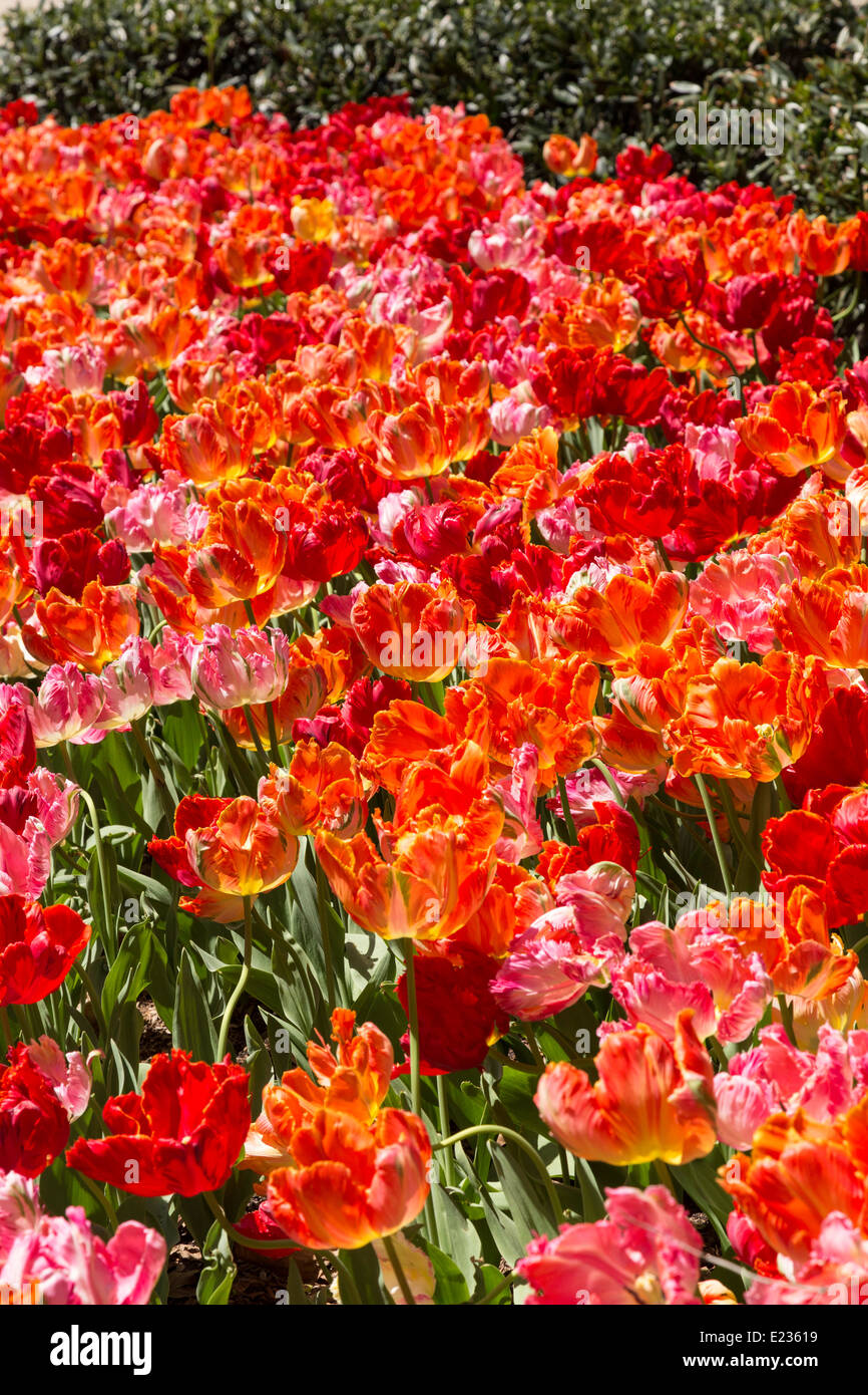 Bunte Tulpen im Frühling, USA Stockfoto