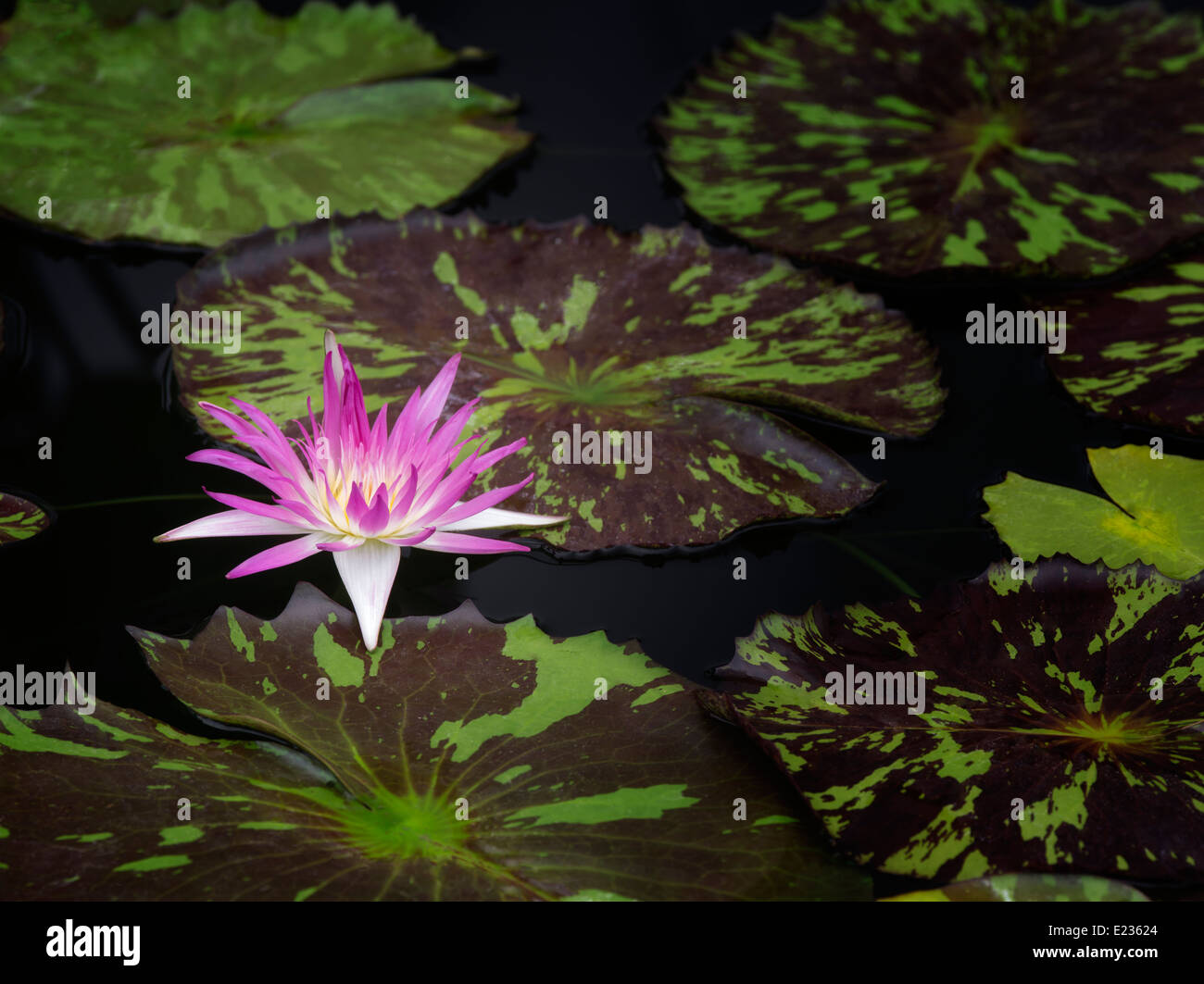 Tropischen Warer Lilie Blume und Blätter. Oregon Stockfoto