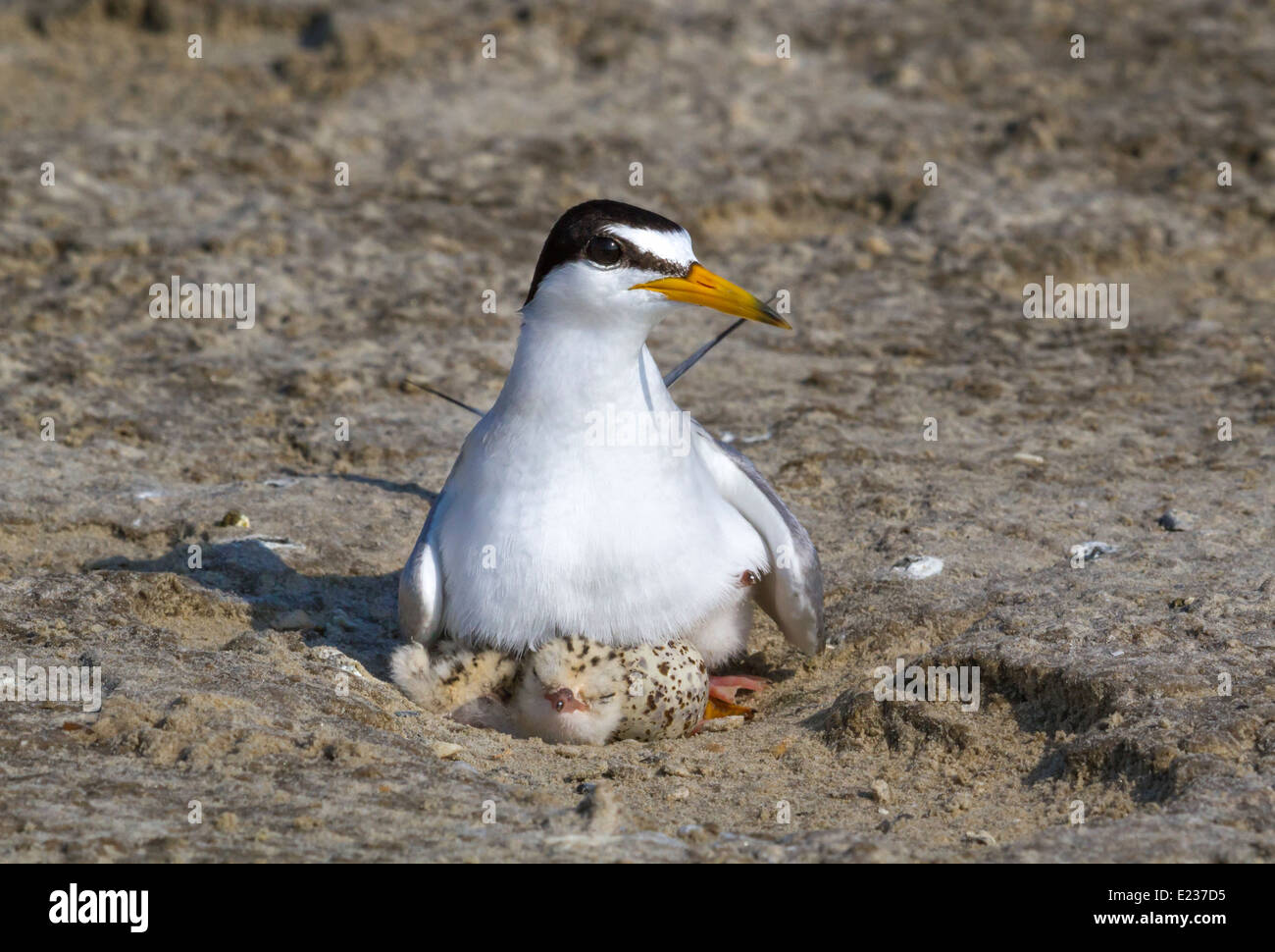 Die kleinste Seeschwalbe (Sternula antillarum) am Nest mit Küken, Galveston, TX, USA. Stockfoto