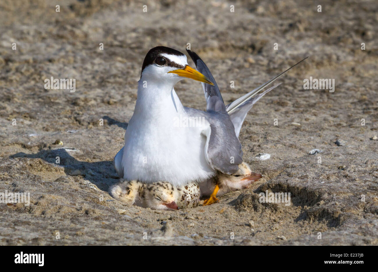 Die kleinste Seeschwalbe (Sternula antillarum) am Nest mit Küken, Galveston, TX, USA. Stockfoto
