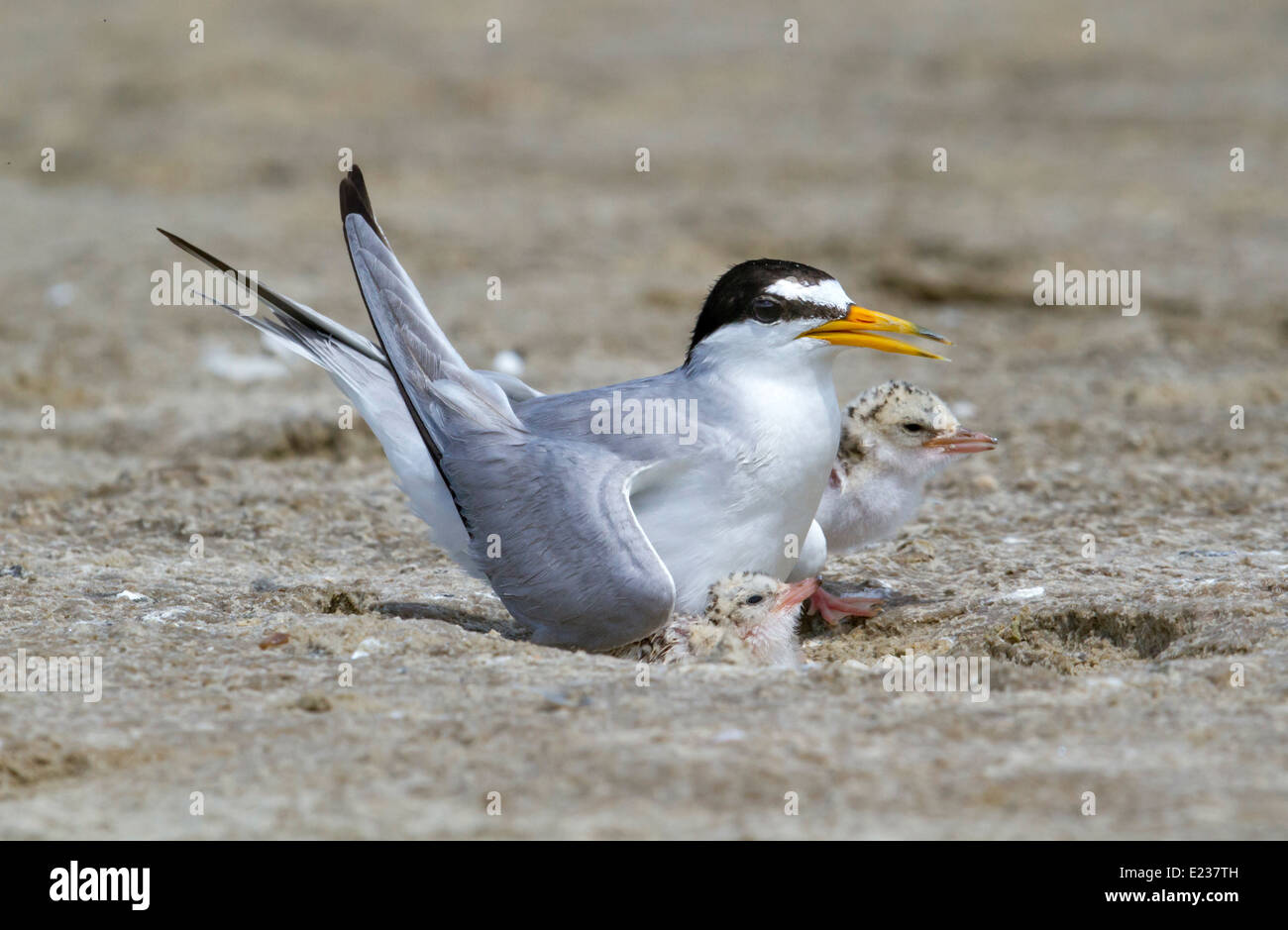 Die kleinste Seeschwalbe (Sternula antillarum) am Nest mit Küken, Galveston, TX, USA. Stockfoto