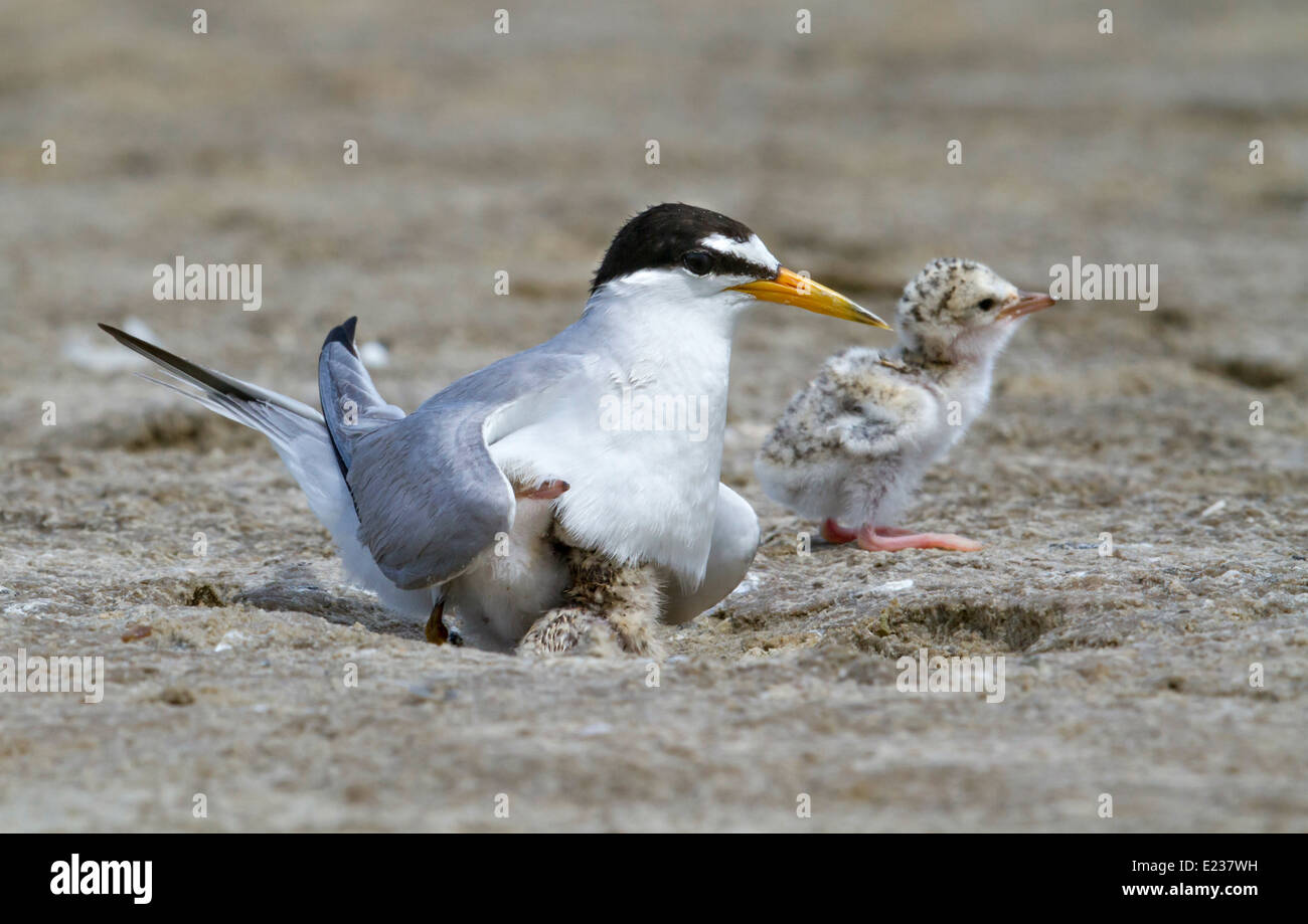 Die kleinste Seeschwalbe (Sternula antillarum) am Nest mit Küken, Galveston, TX, USA. Stockfoto