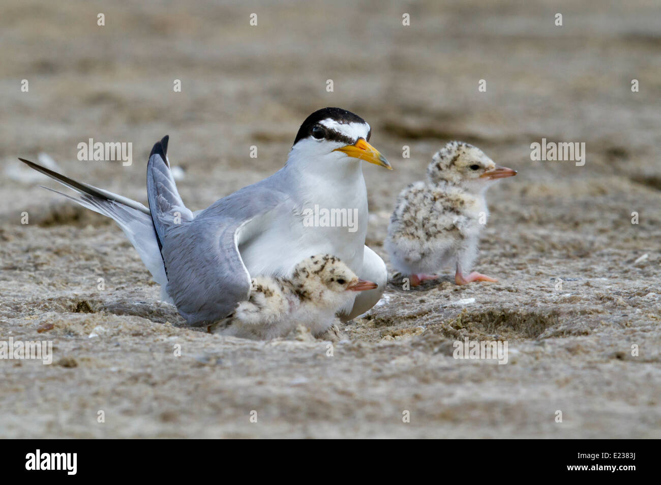 Die kleinste Seeschwalbe (Sternula antillarum) am Nest mit Küken, Galveston, TX, USA. Stockfoto