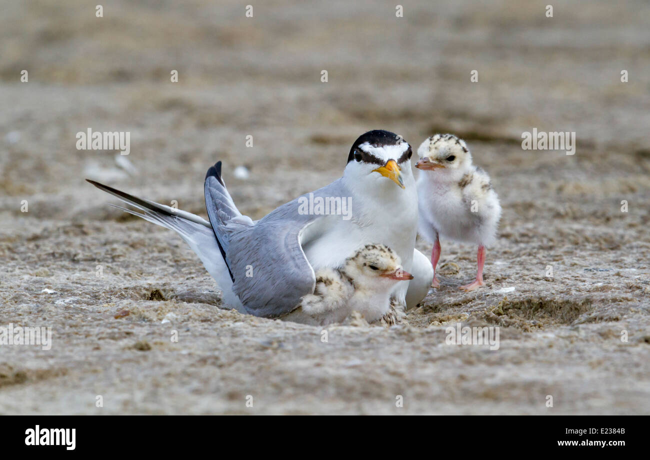Die kleinste Seeschwalbe (Sternula antillarum) am Nest mit Küken, Galveston, TX, USA. Stockfoto