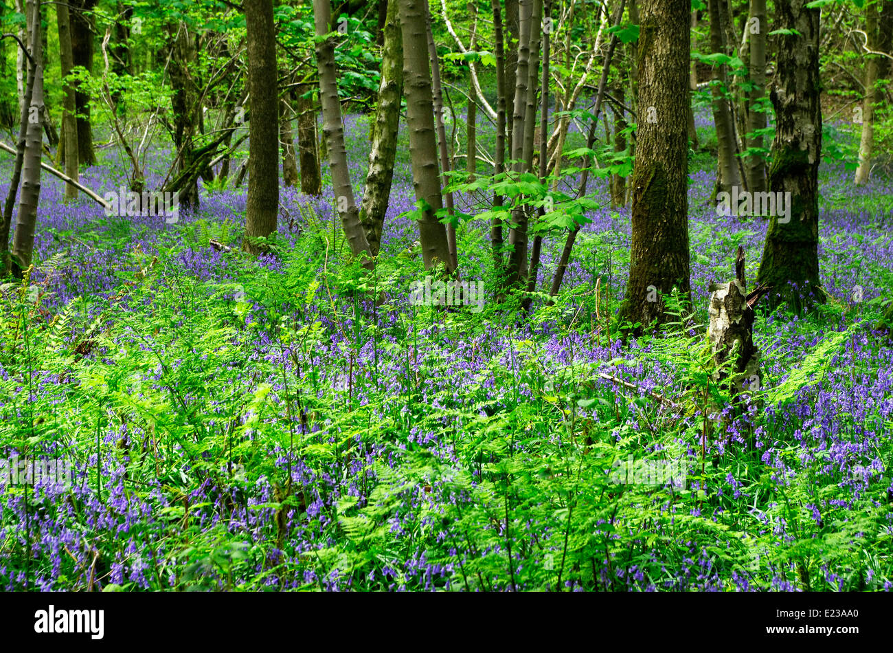 Glockenblumen (Endymion nicht-Scriptus) in Blüte bei Eggerslack Wood, Nr Grange-Over-Sands, Cumbria, England, UK Stockfoto