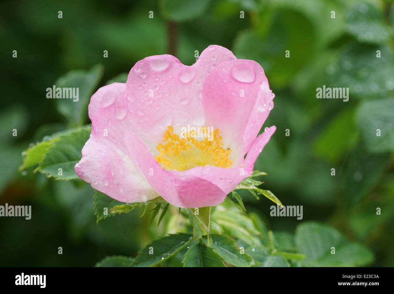 Ein Hund Rose nach dem Regen mit Wassertropfen auf die Blütenblätter Stockfoto