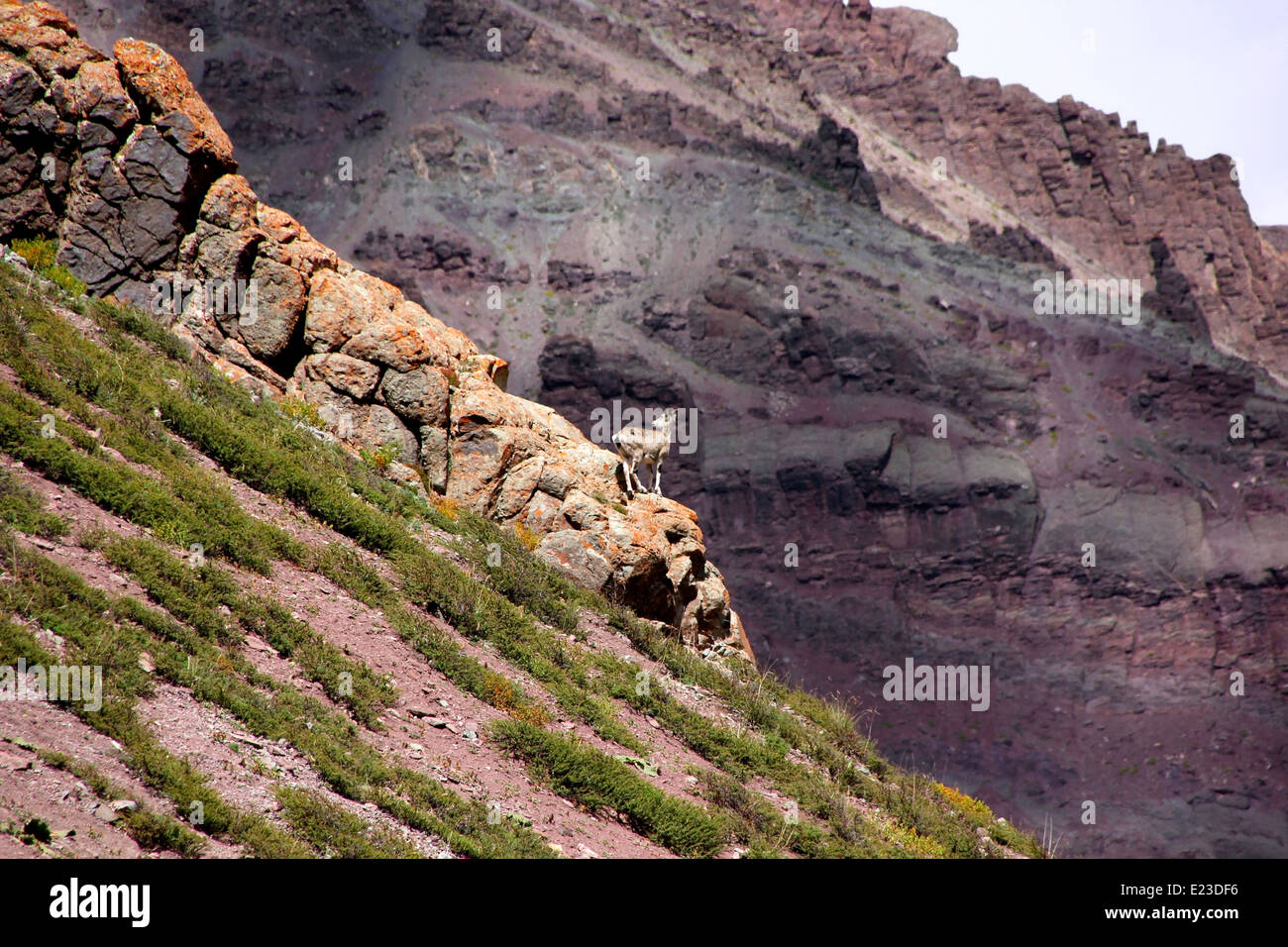 Blauschafe Scout auf einer Klippe Stockfoto