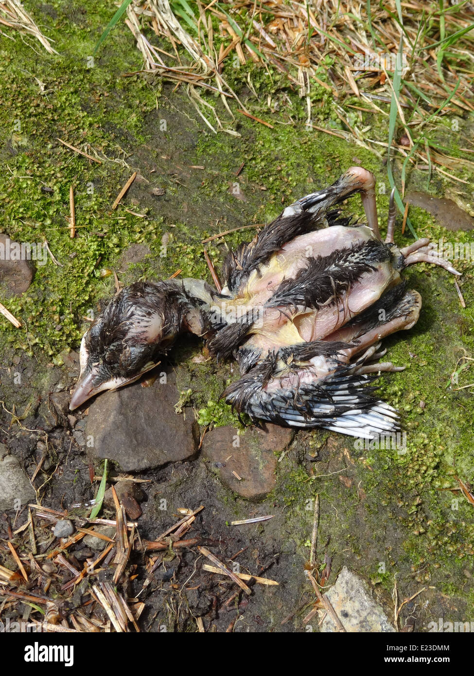 Totes Baby Elster (Pica Pica) Küken auf dem Boden, UK Stockfotografie -  Alamy