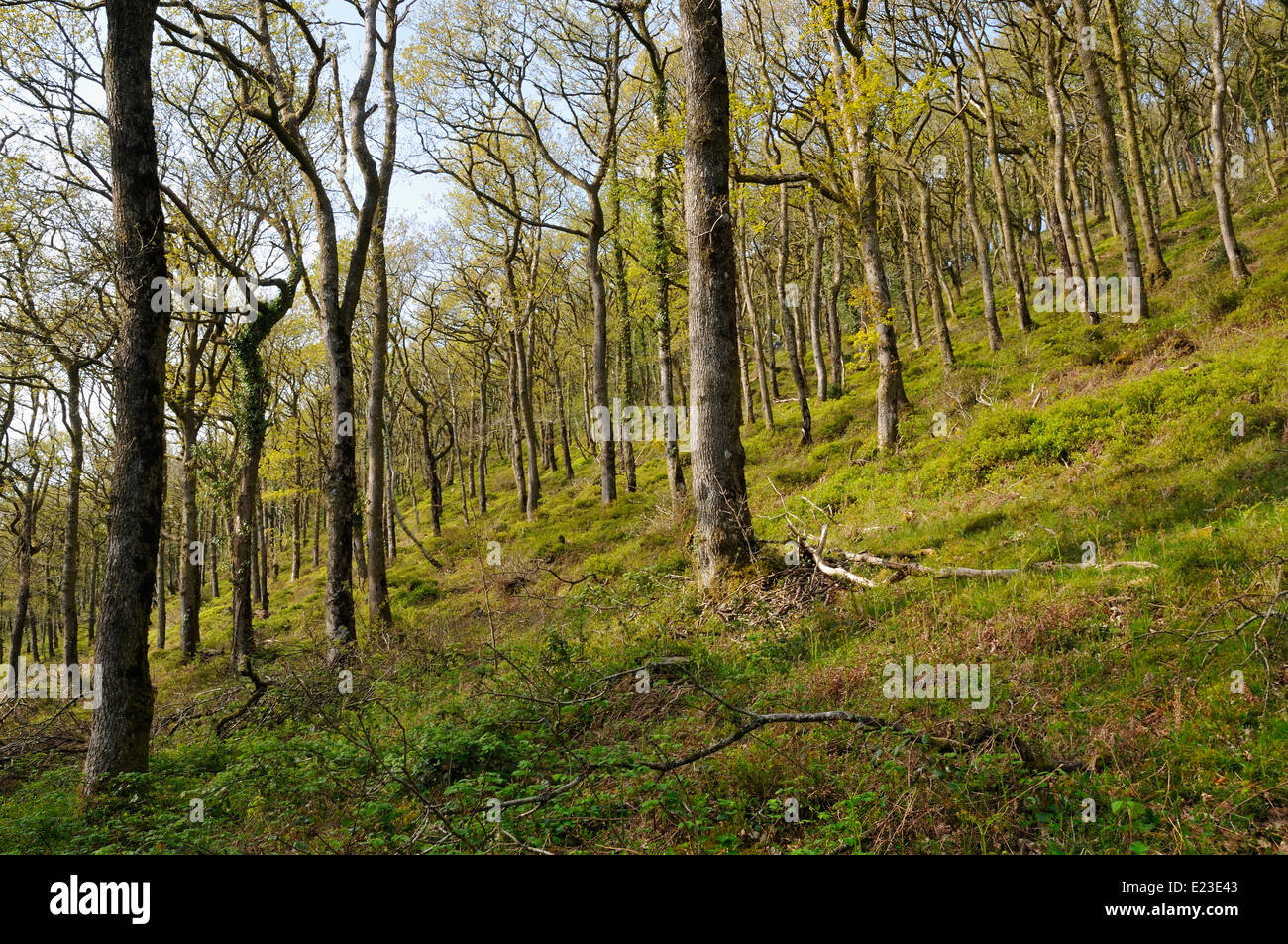 Hawkcombe steilen Tal Eichenholz, Exmoor, Somerset Stockfoto