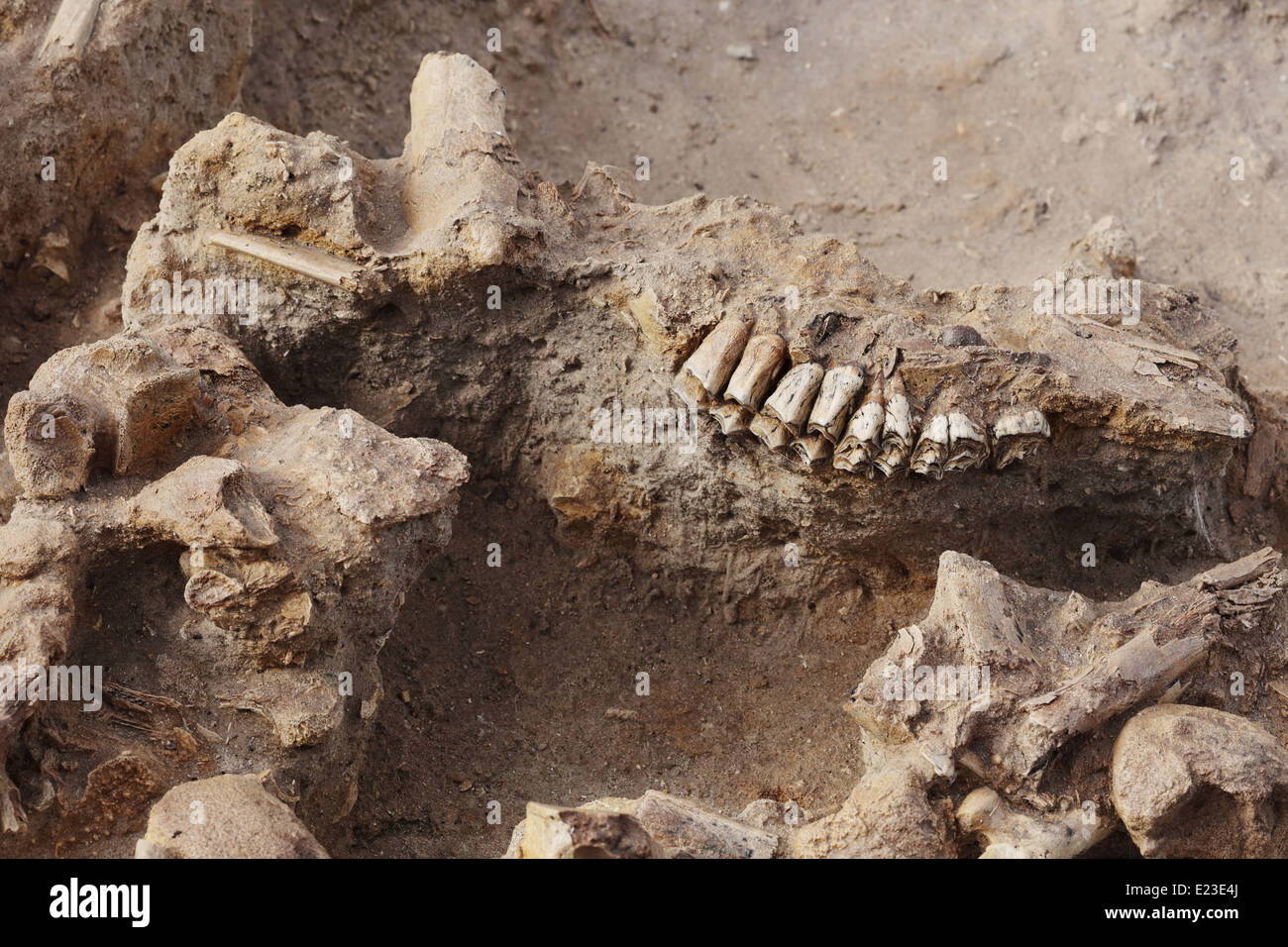 Fossile Ausgrabung in der West Coast Fossil-Park, Südafrika, zeigt Fossilien 5 Millionen Jahre Stockfoto