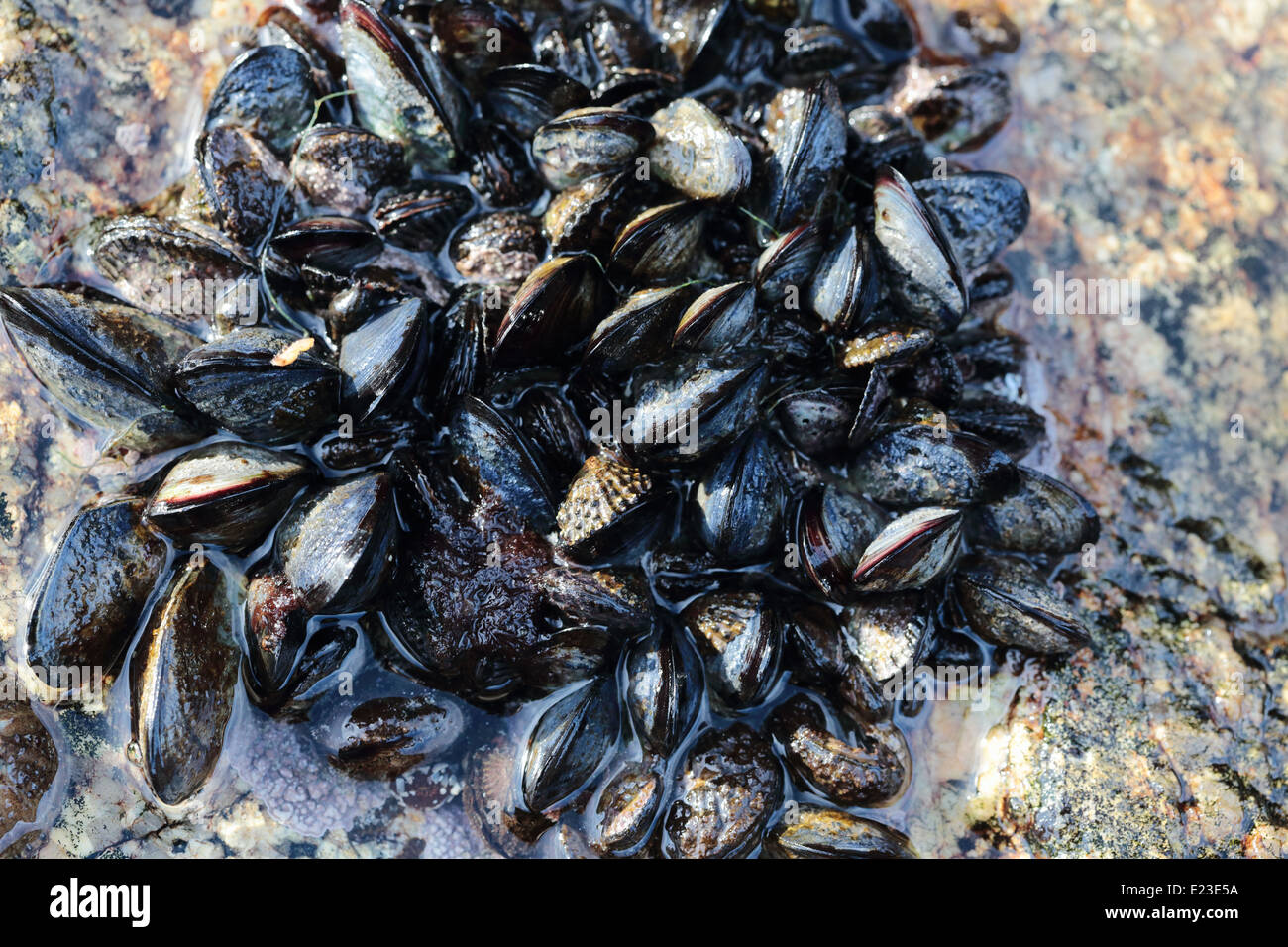 Muscheln, wächst auf Felsen an der Küste Paternoster Stockfoto