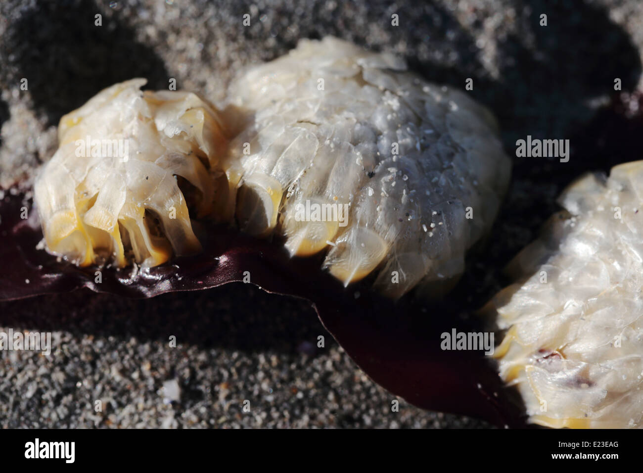 Meer Tier wächst auf einem Blatt Algen angespült am Strand in Paternoster, Südafrika Stockfoto