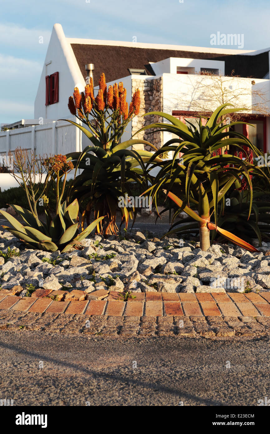 Kreisverkehr in Paternoster gepflanzt mit indigenen Aloe-Arten, mit Haus im Hintergrund Stockfoto