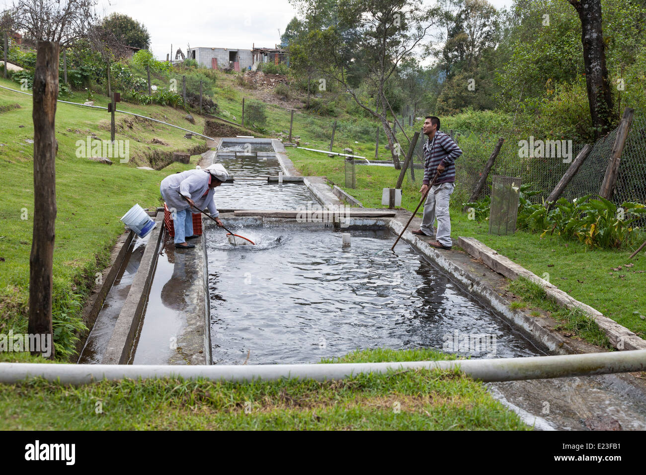 Bauern, die Fische fangen an eine Forellenzucht im Dorf Macheros - Donato Guerra, Estado de México, Mexiko Stockfoto