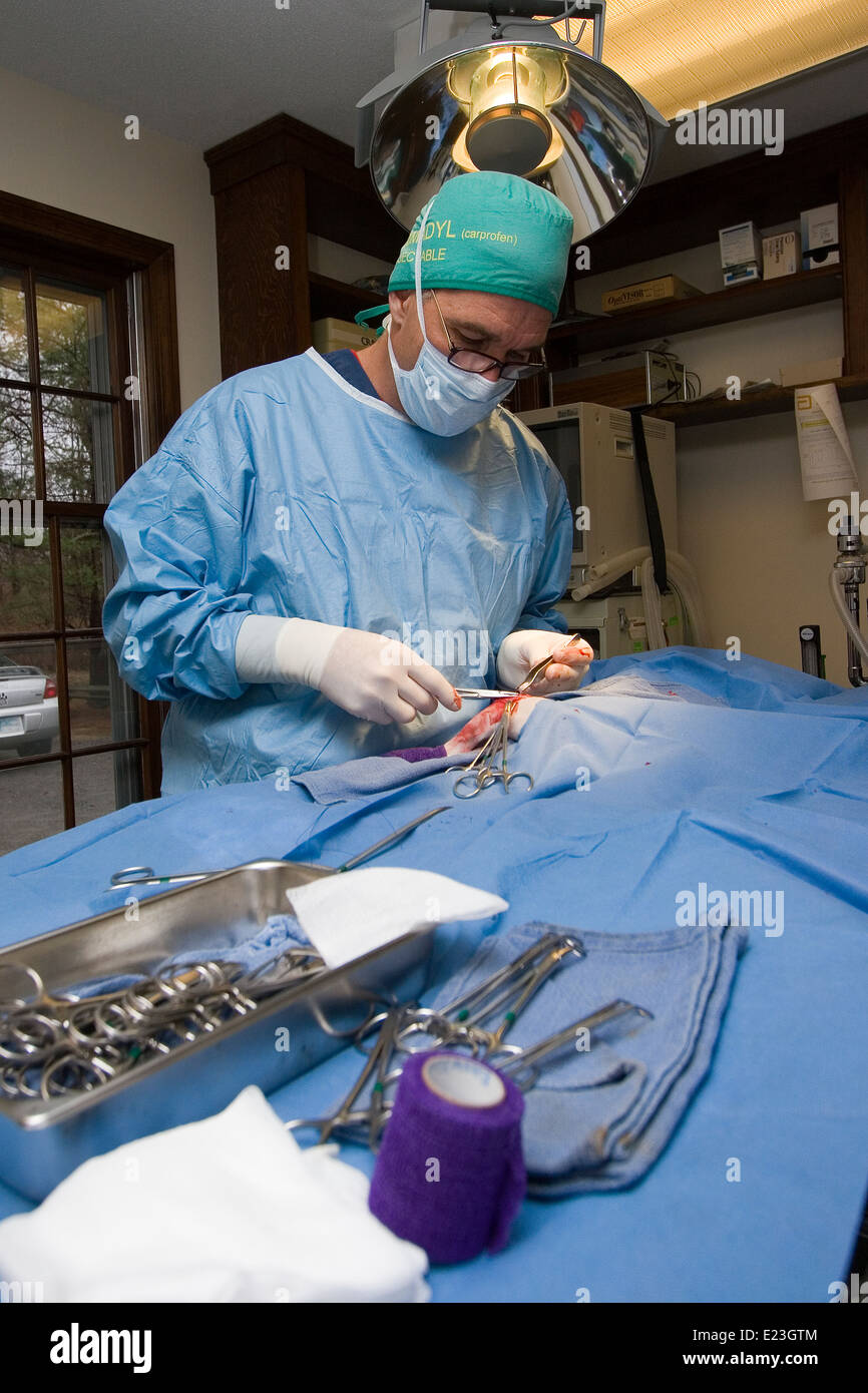 Chirurg in Scrubs in der Chirurgie im OP-Saal Stockfoto