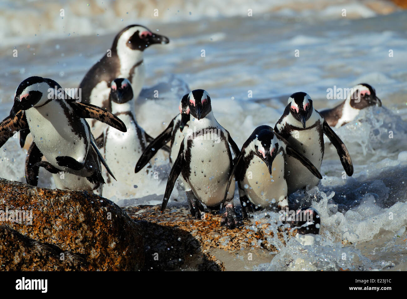 Afrikanische Pinguine (Spheniscus Demersus) im flachen Wasser, Western Cape, Südafrika Stockfoto