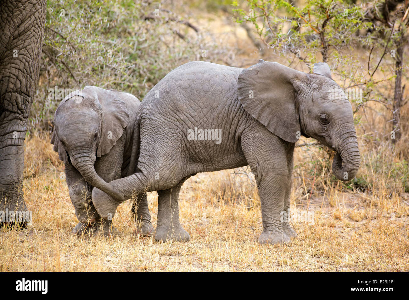 Verspielte Baby afrikanischen Elefanten (Loxodonta Africana), Südafrika Stockfoto