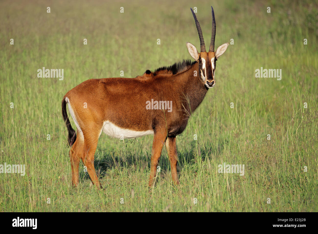 Weibliche Rappenantilope (Hippotragus Niger) im Grünland, Südafrika Stockfoto