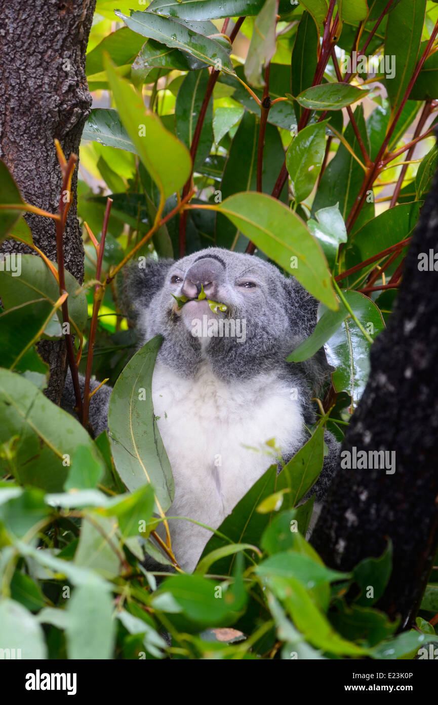Koala (Phascolarctos Cinereus) Essen Eukalyptusblätter, Australien Stockfoto