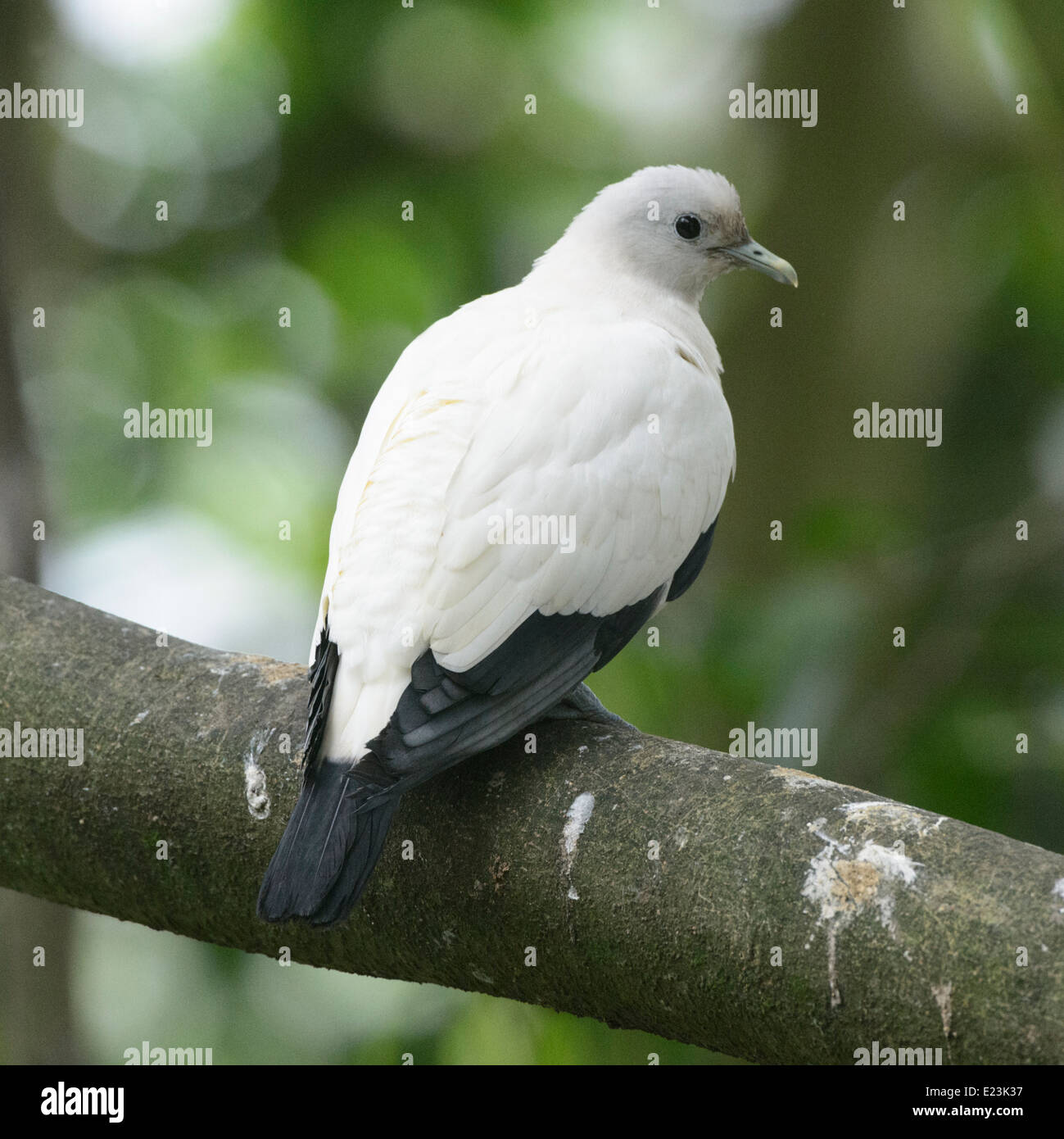 Torres-Strait-Taube (Ducula Spilorrhoa) Stockfoto