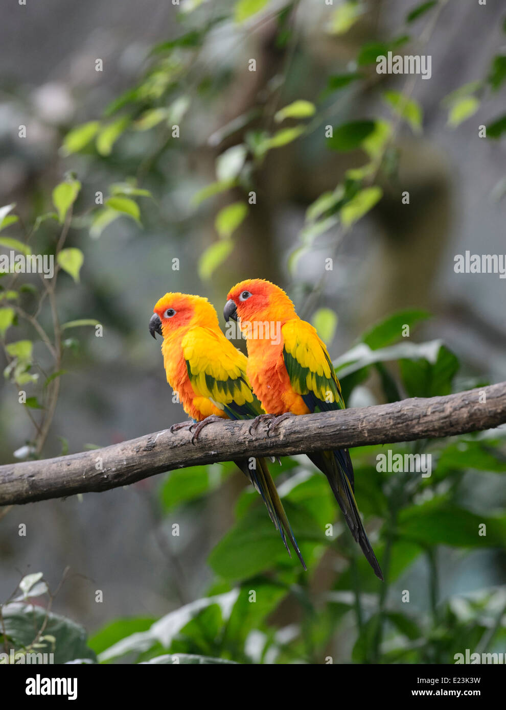 Sun Conure (Aratinga Solstitialis) Stockfoto