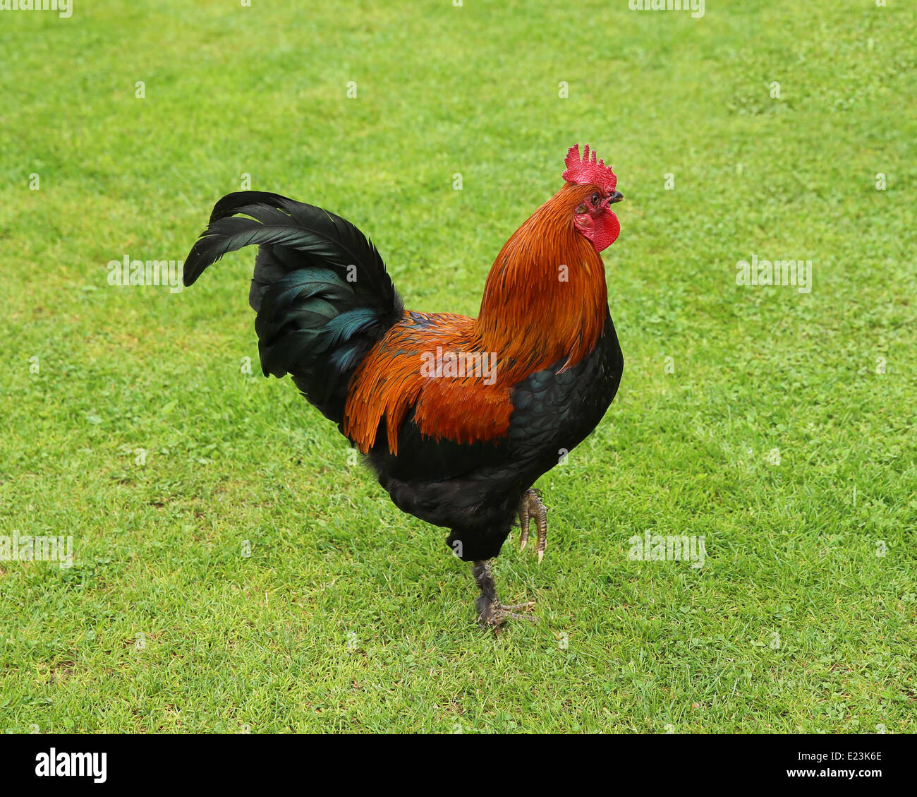 Schwarz Kupfer Maran-Hahn, eine französische Rasse Huhn Stockfoto