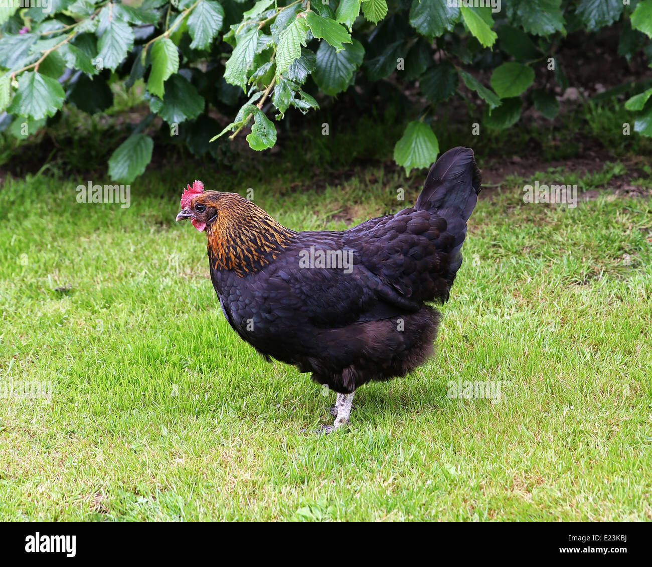 Schwarz Kupfer Maran eine französische Rasse Huhn Stockfoto