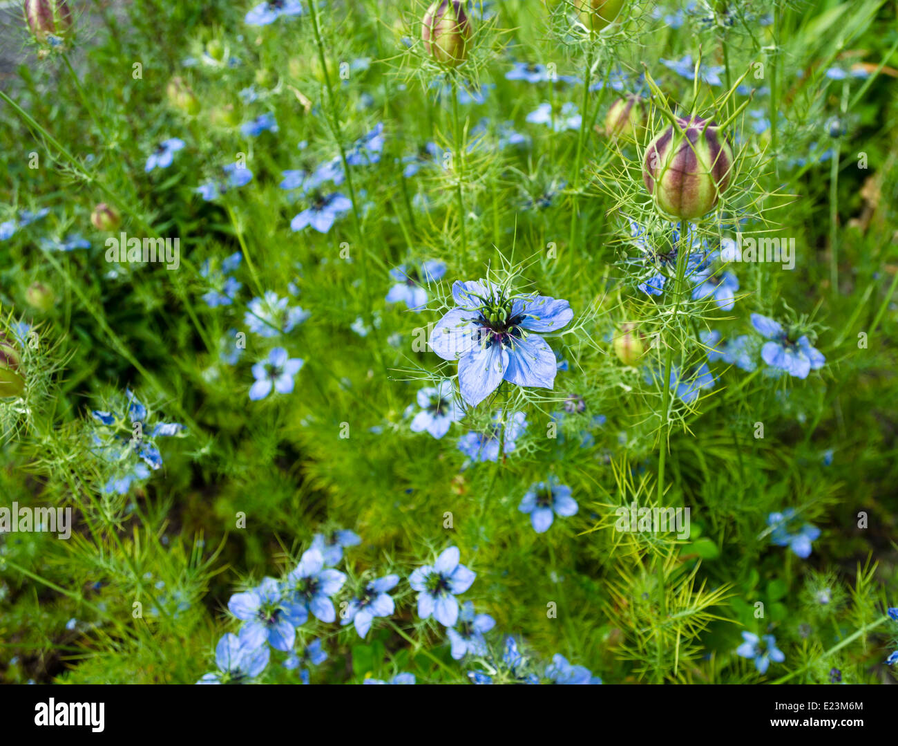 Schöne blaue Love in a Mist oder Nigella Blumen, mit ihren einzigartigen Samenschoten. Liebe in einer Nebel Blume. Stockfoto