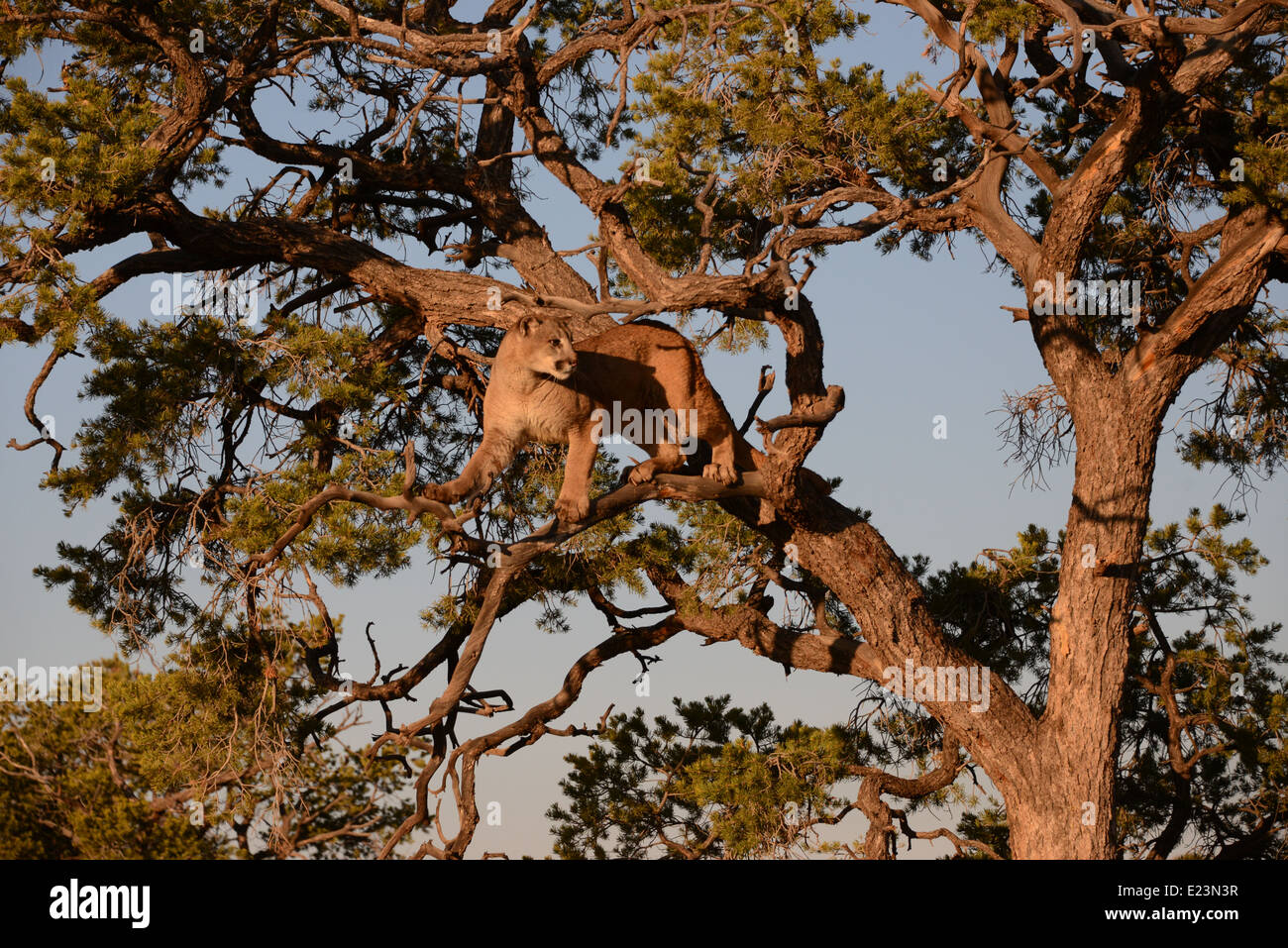 Berglöwen in Baum Stockfoto