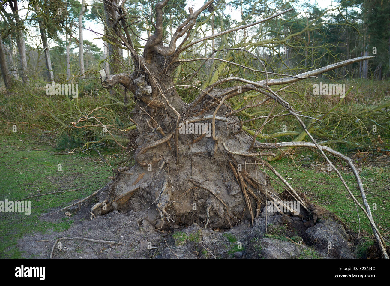 Wurzeln eines umgedrehten Baum nach stürmischem Wetter Stockfoto