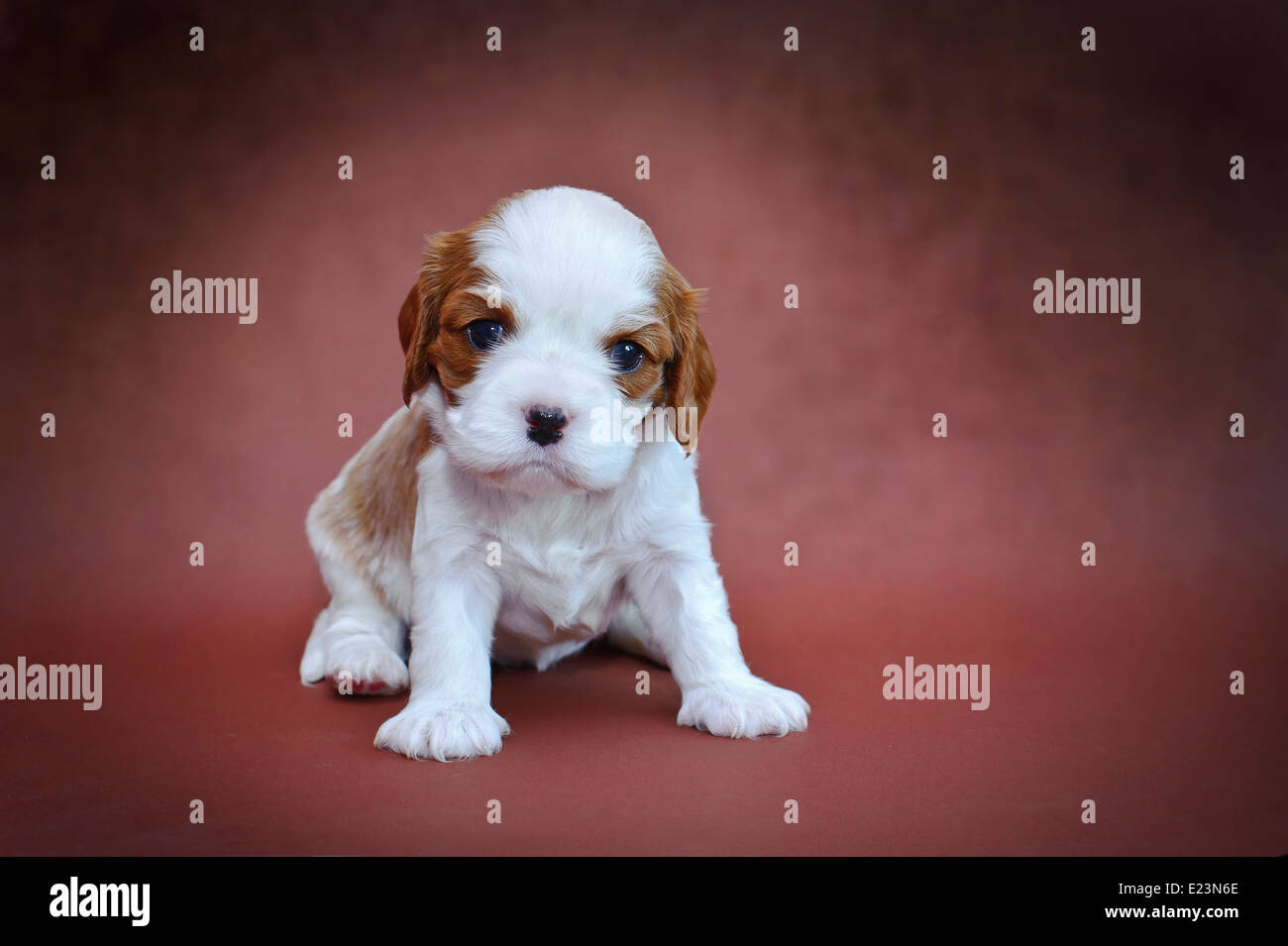Cavalier King Charles Spaniel Welpen-Blenheim farbig auf rotem Grund Stockfoto