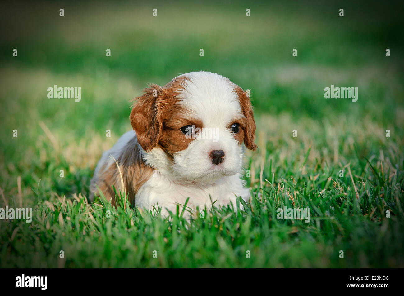 Cavalier King Charles Spaniel Welpen im Garten Stockfoto