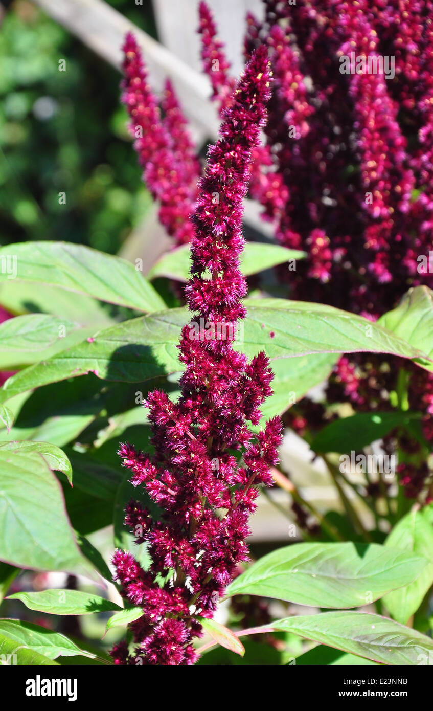 Amaranthus cruentus Fotos und Bildmaterial in hoher Auflösung Alamy