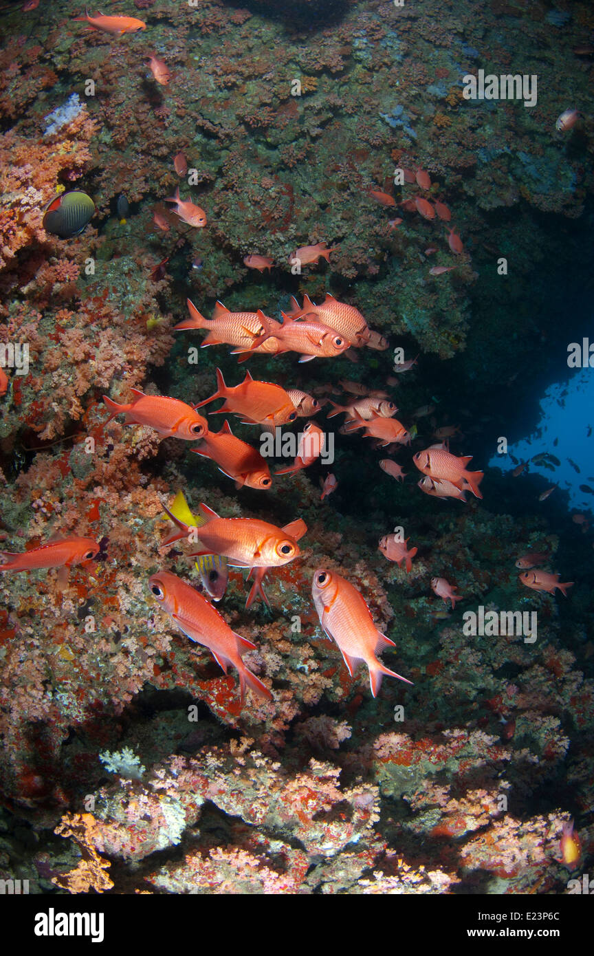 Riff-Fischen am HP reef Stockfoto
