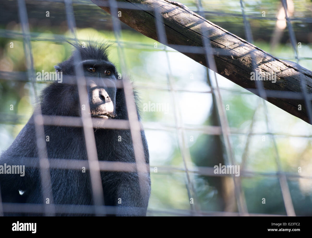 Schwarze Makaken Betrachtung Leben - London Zoo spät im Regents Park, Juni 2014 Stockfoto