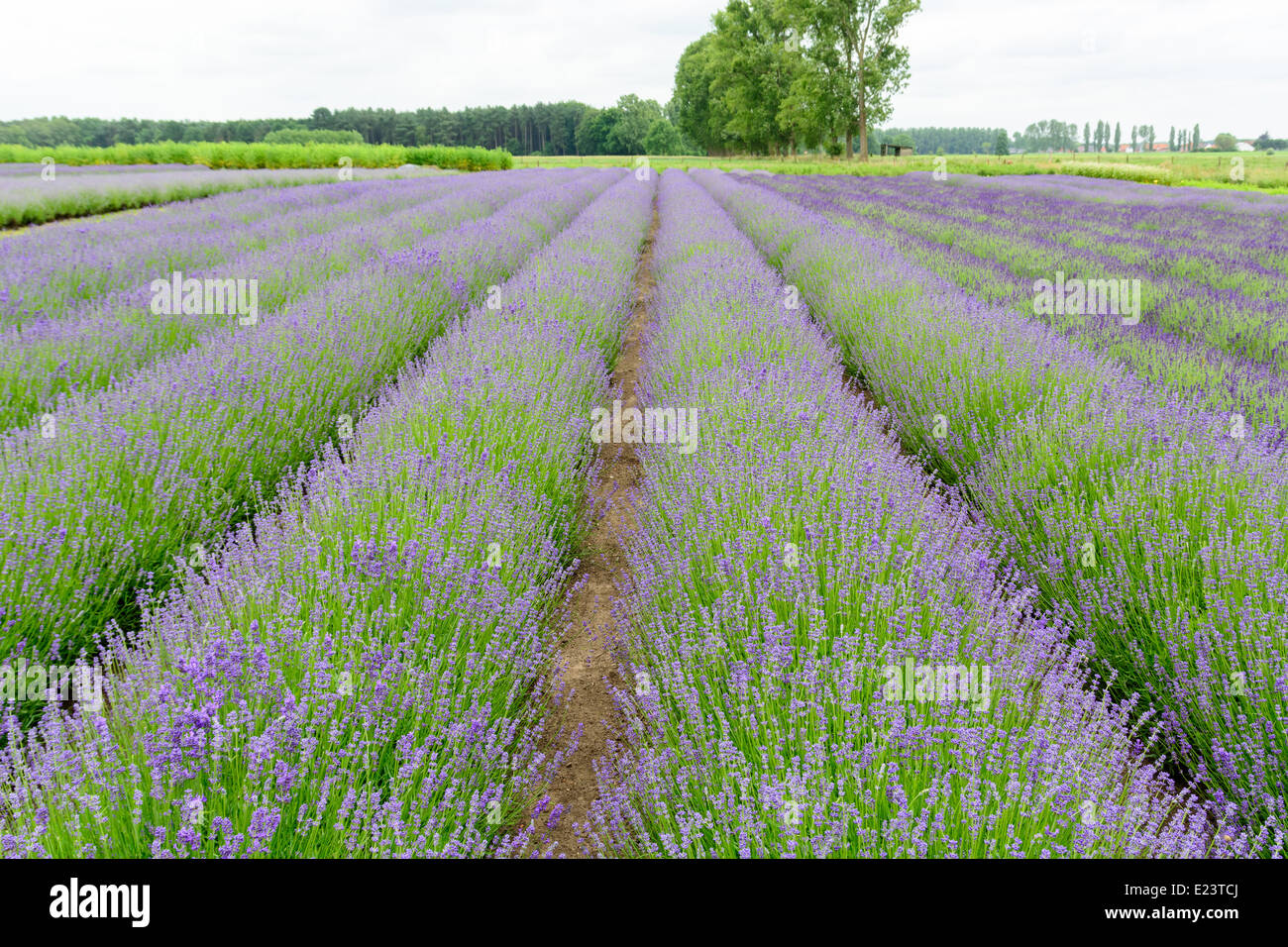 Lavendelfelder in Belgien für ätherische Öle Stockfoto